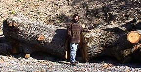 Harry Gordon with oak tree