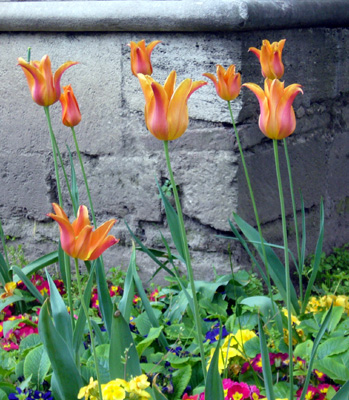 Turkish tulips in gardens at Topkapi Palace