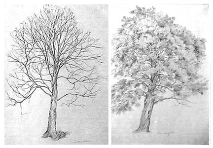 Joan Berg Victor two drawings of one tree