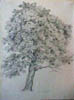 jbv maple tree summer