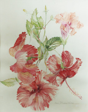 Joan Berg Victor flower drawing Four Hibiscus