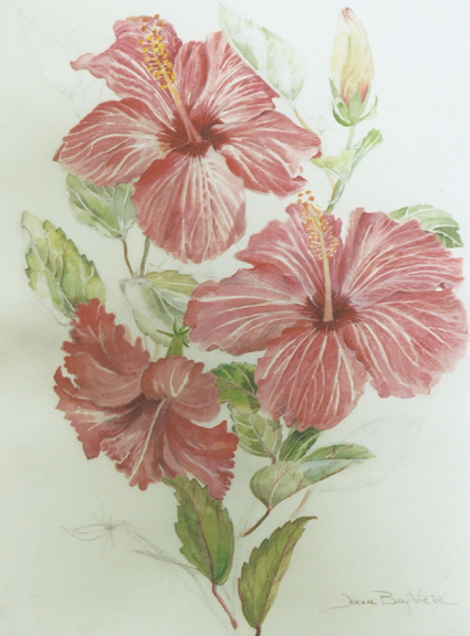 Ruffled Hibiscus JOAN BERG VICTOR Floral Drawing ITEM 504383