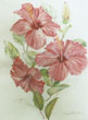 Joan Berg Victor watercolor Ruffled Hibiscus
