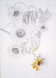 Joan Berg Victor drawing Four Sunflowers